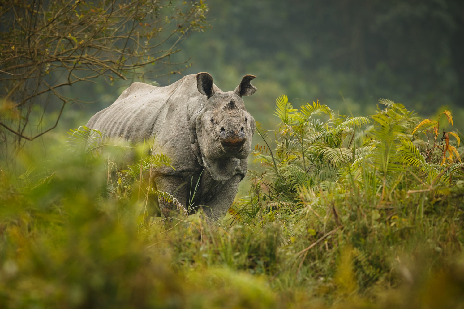 kaziranga