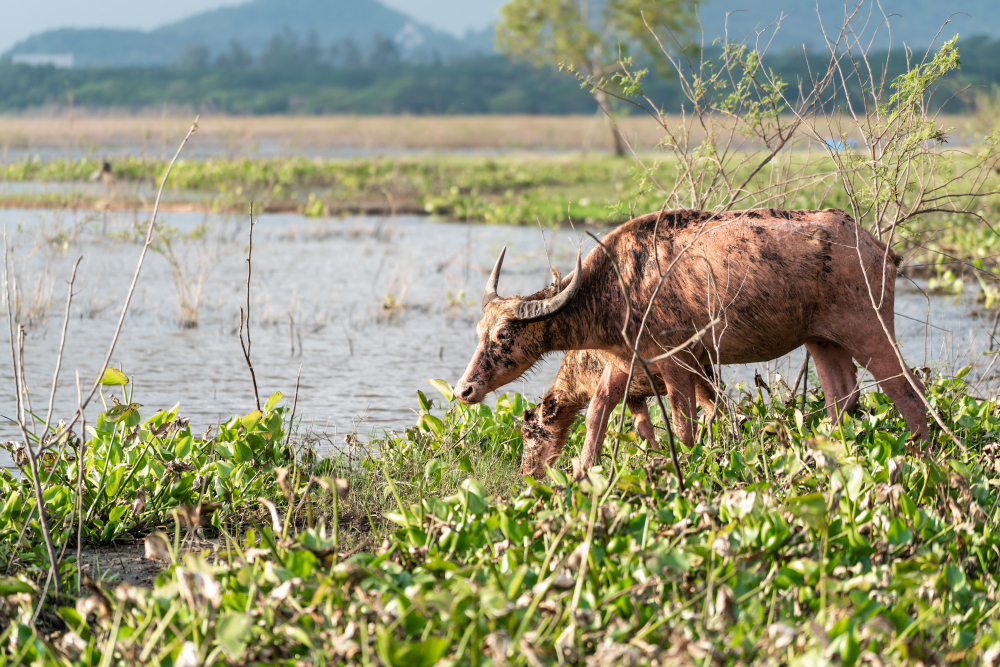 chitwan